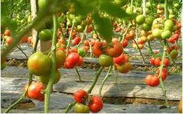 西红柿根肿病的病害症状、发生规律及防治措施