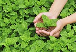 农作物8月常见病虫害，怎样防治见效快？