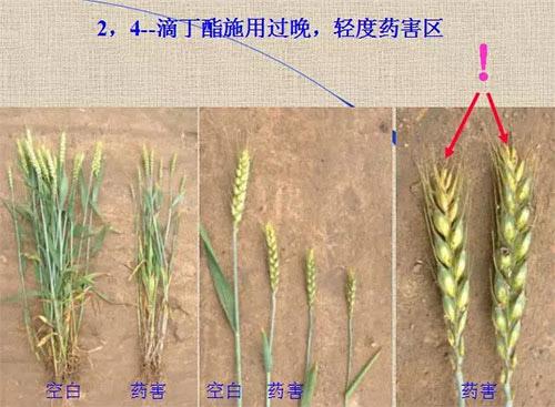 除草剂无时不刻发生变化，激素类除草剂未来还会在农业舞台上继续发挥更大作用