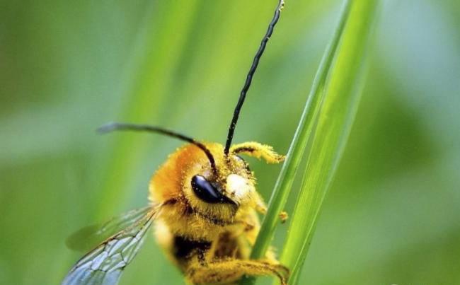 新烟碱类农药已进入衰退期，呋虫胺将何去何从？